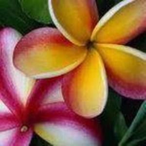 Meet your Posher, Janel